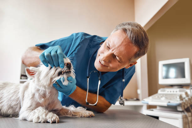 Best Walk-In Emergency Dentist in Orion, IL